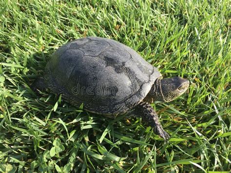 The Turtle Stretches Its Neck and Slowly Crawls on the Green Grass ...