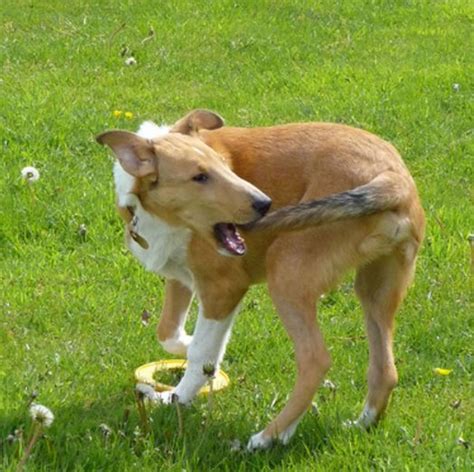 10 Ways To Stop Your Dog From Biting His Tail Hubpages