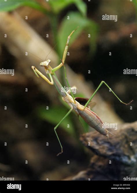 Chinese Mantis Tenodera Sinensis Mantidae Mantodea China Thailand