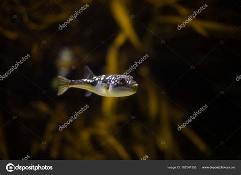 Puffer fish in an aquarium Stock Photo by ©dewald@dewaldkirsten 182541958