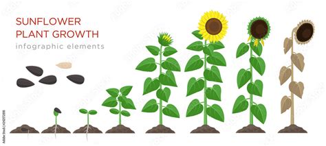 Sunflower Growing Process Vector Illustration Flat Design Planting