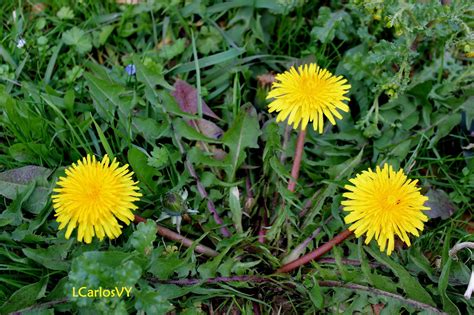 Plantas silvestres de Asturias: Diente de león - Taraxacum officinale