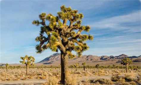 Yucca Brevifolia Joshua Tree Josua Palmlilie Josua Baum Yucca