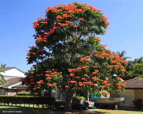 African Tulip tree - GreenLife by Shamus O'Leary