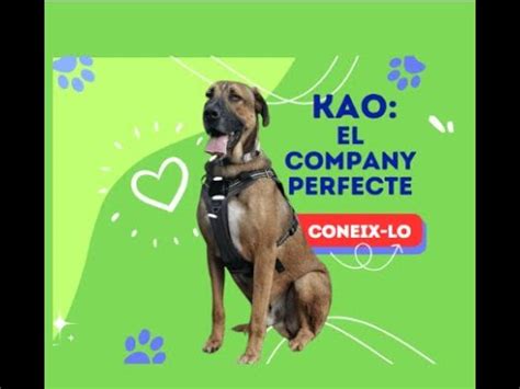 Coneix a Kao El company perfecte que està buscant una llar amorosa