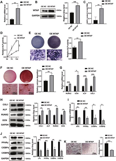 Overexpression Of WTAP Promoted Osteogenic Differentiation And