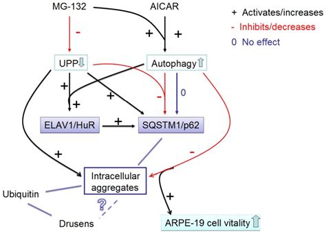 The Proteasome Inhibitor Mg 132 Down Regulates − The Download