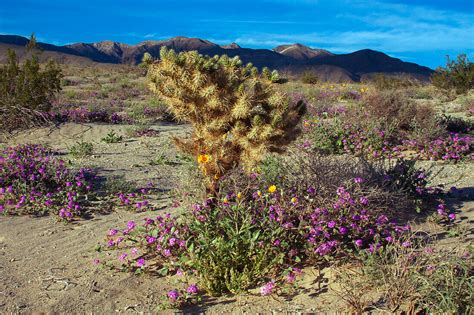 Wildflowers Anza Borrego Desert State  License Image 71414330 Lookphotos