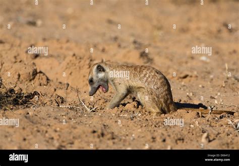 Meerkat eating hi-res stock photography and images - Alamy