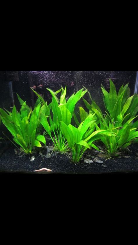 1 Amazon Sword Aquarium Plant Live | Echinodorus Bleheri | Aquarium Plants