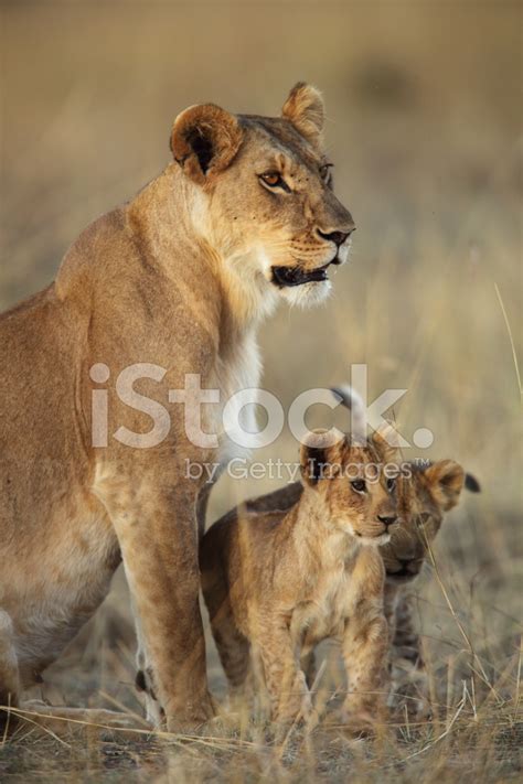 Leona Y Sus Cachorros Fotografías de stock - FreeImages.com