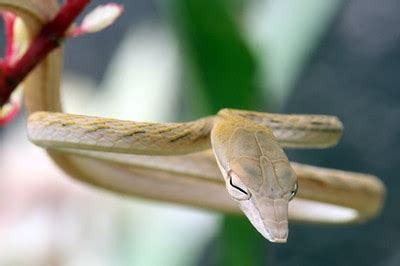 Oriental Whip Snake - Venomous - Not Dangerous | ThailandSnakes