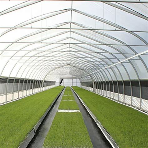 Large Scale Commercial Multi Film Arch Tunnel Multi Span Tomato