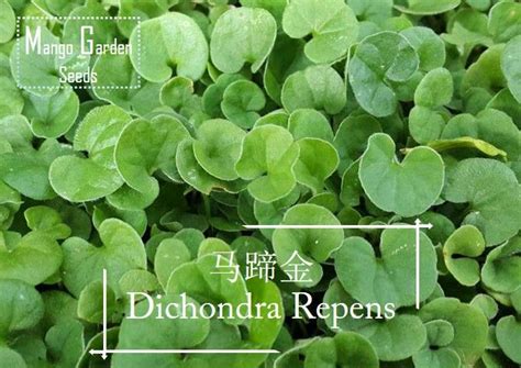 Easy Dichondra Repens Grassland Seeds 200 Seed Pot Friendly Tanam