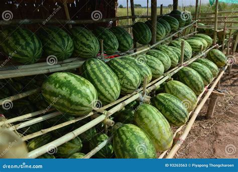 Frische Wassermelonen Auf Regalen Im Markt Stockbild Bild Von