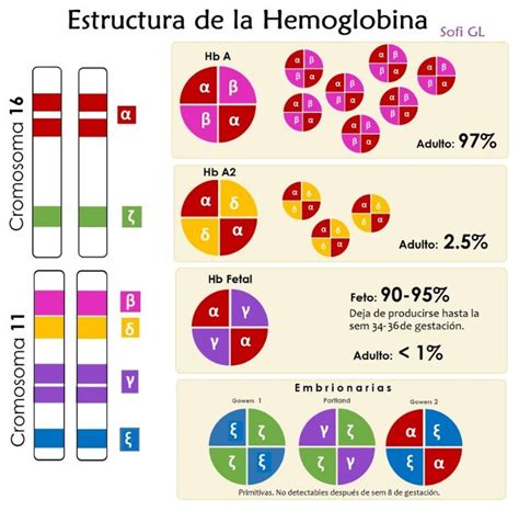 Estructura de hemoglobina Hemoglobina Cosas de enfermeria Hematología