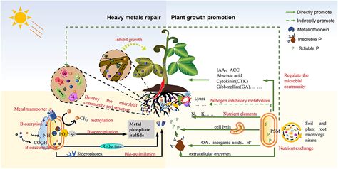 Frontiers Phosphate Solubilizing Microorganism A Green Measure To