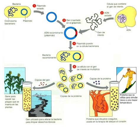 Lección 143 Microbiología Aplicada Y Médica Biolocus