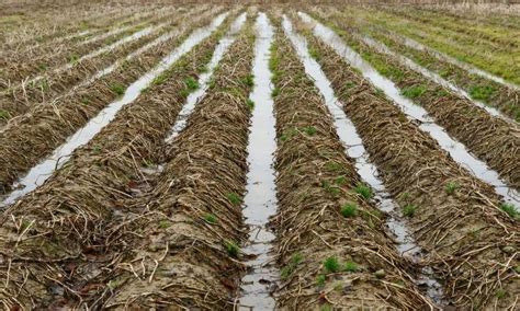 Food Prices Set To Rise In UK As Floods Ruin Crops Planting Delayed