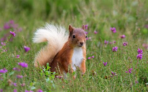 Pradera Flora Y Fauna