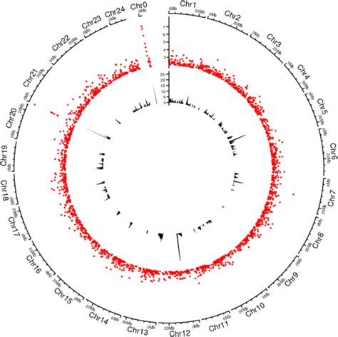 Genome Wide Association Of Sex Determining Regions In The Trevally Download Scientific Diagram