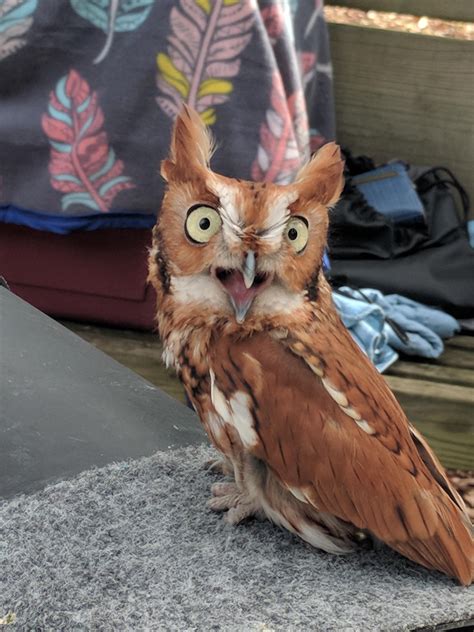 Red Morph Eastern Screech Owl Rescue Raww