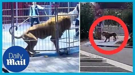 Lions Escape Circus Show Causing Mayhem In China Youtube