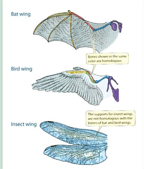 Convergent Evolution | Introduction & Examples