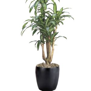 Browse Our Plants Page 2 Of 5 Phillip S Interior Plants Displays