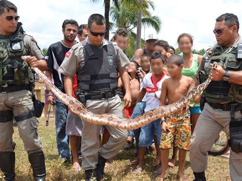 G Pol Cia Ambiental Captura Cobras Em Minutos Em Jo O Pessoa