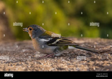 Small bird feeding from seeds in the wild Stock Photo - Alamy