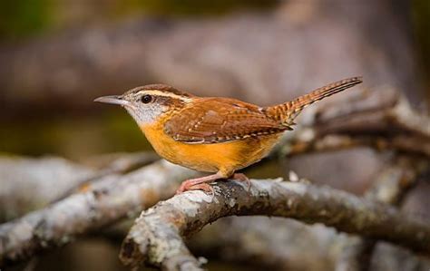 South Carolina State Bird: The Carolina Wren