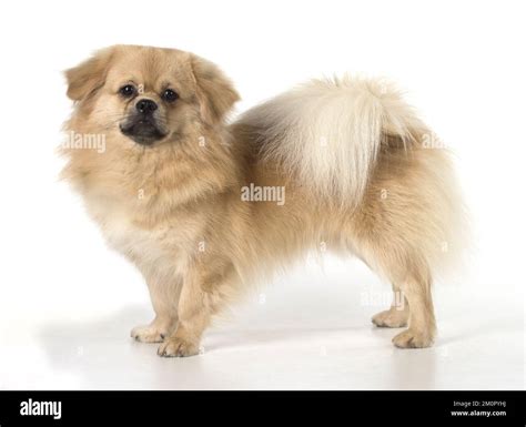 DOG. Tibetan Spaniel, studio Stock Photo - Alamy