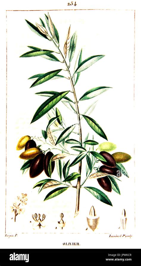 Botanical drawing of olive tree branch Stock Photo - Alamy