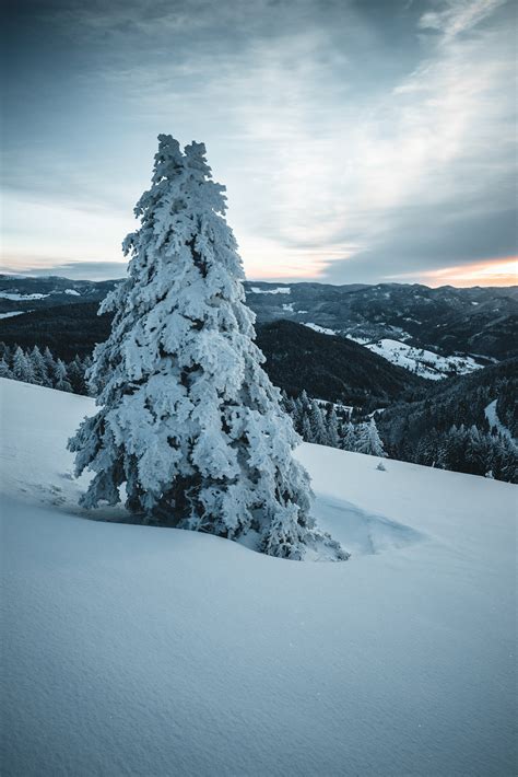 Black Forest - Winter on Behance