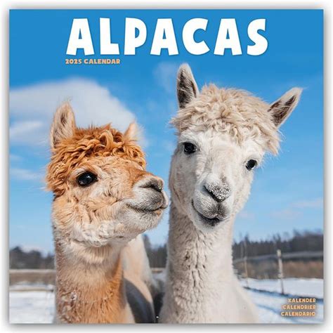 Avonside Publishing Ltd Alpacas Alpakas Monatskalender