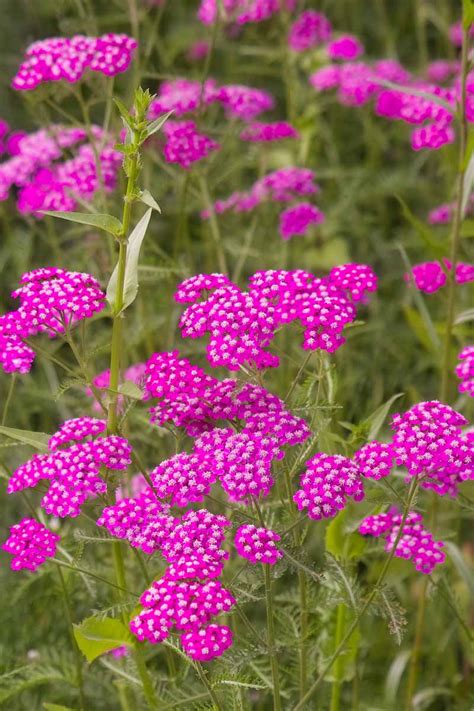 13 of the Best Yarrow Varieties for the Home Garden | Gardener’s Path