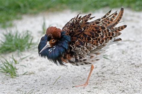 Ruff Photos Ruff Images Nature Wildlife Pictures Naturephoto