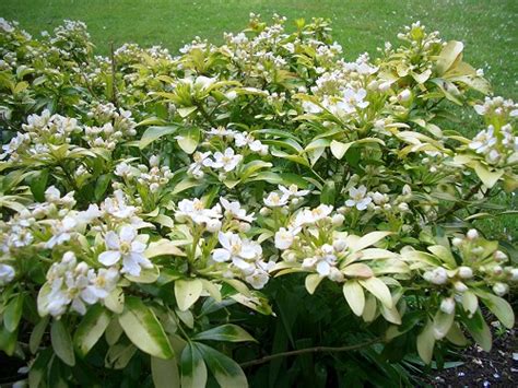 Mexican Orange Choisya Ternata