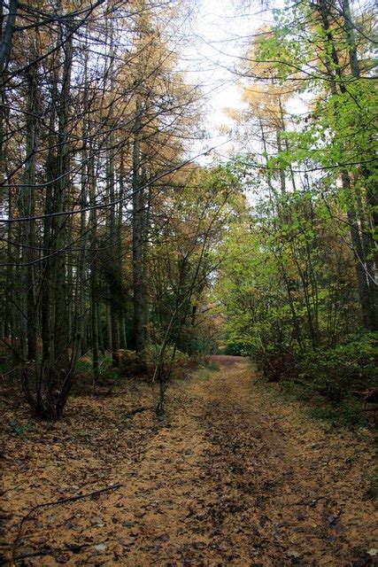 Path In Monk Wood Graham Hogg Cc By Sa Geograph Britain And