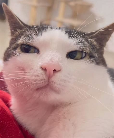 A Close Up Of A Cat Laying On A Persons Lap Looking At The Camera