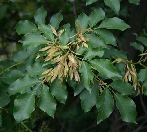 Fichierfraxinus Ornus 1 — Wikipédia