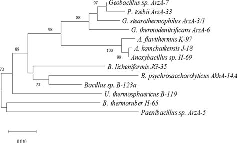 Phylogenetic Tree Based On Nearly Complete 16s Rrna Gene Sequences