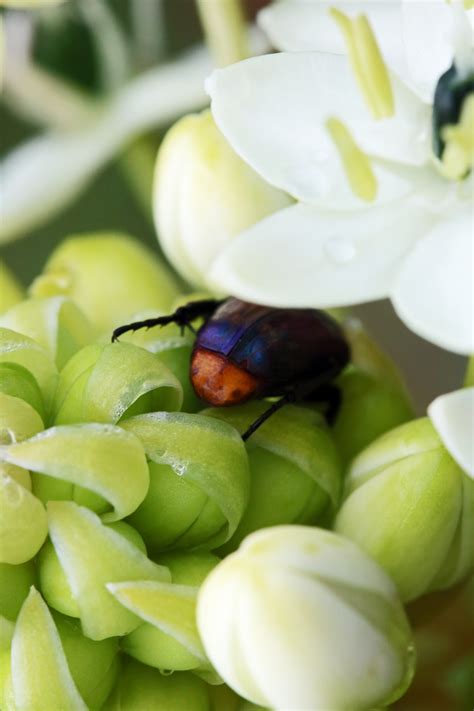 Dark Beetle On Ornithogalum Flower Free Stock Photo - Public Domain