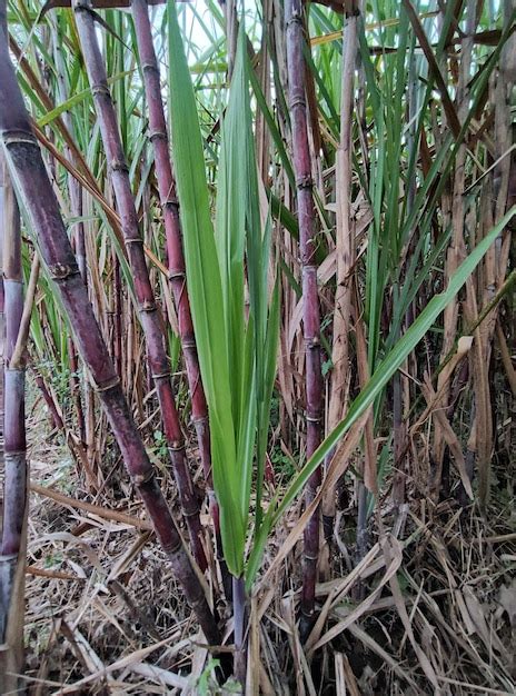 Primer plano de una planta de caña de azúcar púrpura cuyo nombre en