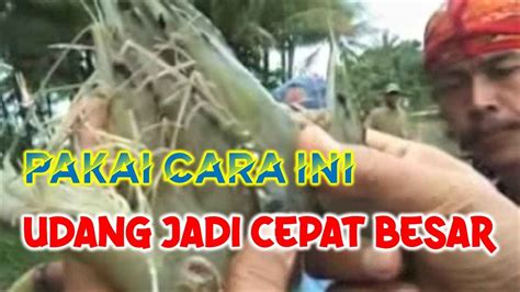 Cara Agar Udang Windu Cepat Besar Panen Lebih Cepat Youtube