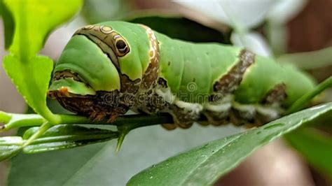 A Beautiful Green Caterpillar Eating Leaves Stock Photo - Image of ...