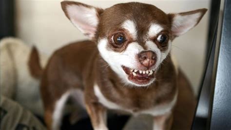 Chihuahuas Rampage in Arizona - ABC News