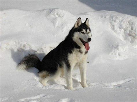 Le Razze Di Cani Che Non Puzzano Per La Vita In Appartamento