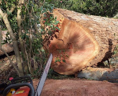 tree felling priority trees